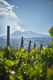 From Taormina: Etna Trek, Etna Wines and Lava Tube Exploration