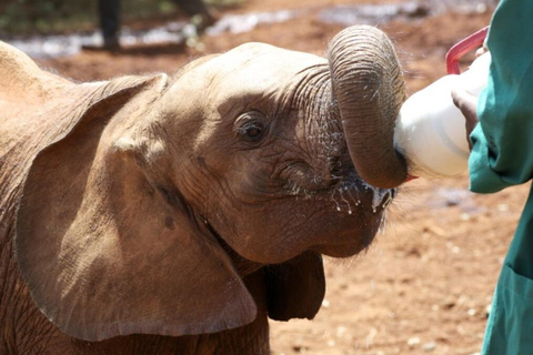 Doświadczenie ze słoniem: David Sheldrick Wildlife Trust