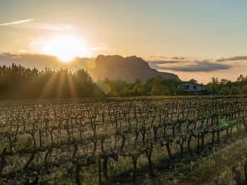 Fréjus: Cave tour and wine tasting