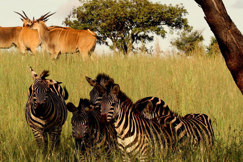 From Kigali: Akagera National Park 2-Day Safari Tour