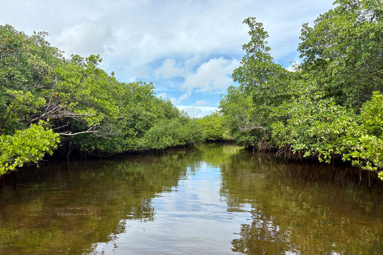 Fort Lauderdale: Kayak & Paddleboard Mangroves Eco Adventure