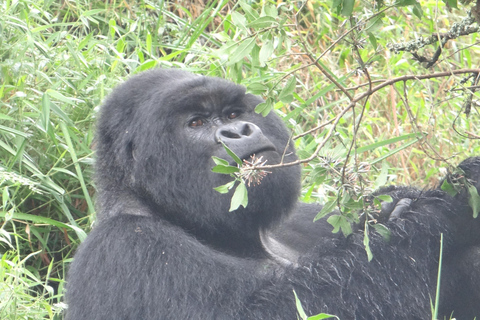 Trekking di 2 giorni con i gorilla a Bwindi da Kigali