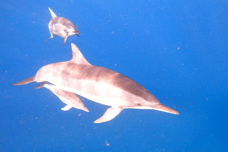 Observation des dauphins et des baleines