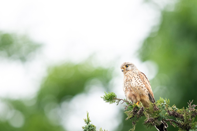 Vienna: Urban Birding – Guided bird watching tour in the big city!