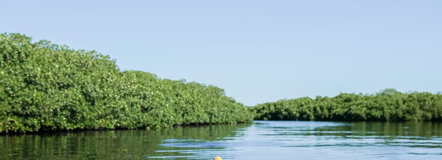 Excursion en kayak de mer - Safari dans la mangrove