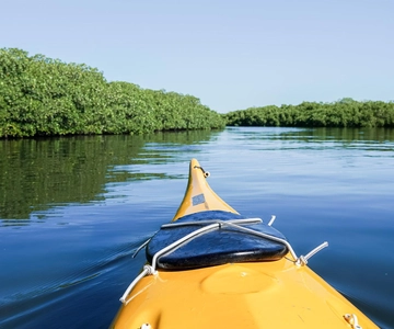 Sea Kayak Tour - Mangrove Safari