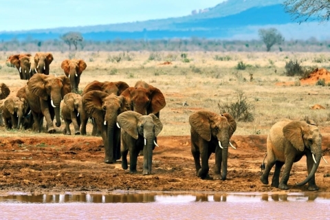 4 jours dans les parcs nationaux Tsavo Est et Ouest et Amboseli au départ de Mombasa