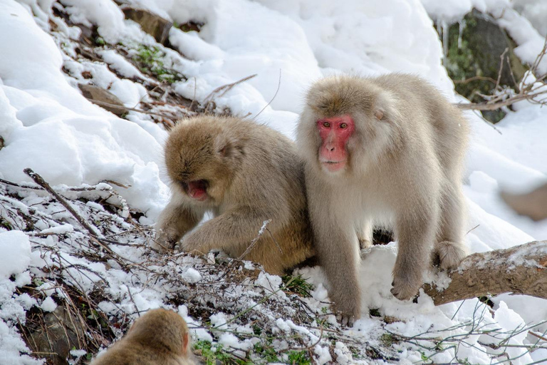 Nagano : Singes des neiges, temple Zenkoji et saké - visite privée d'une journéeExcursion d'une journée aux singes des neiges, au temple Zenkoji et au saké