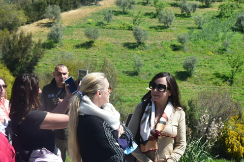 North-East Tunisia: Olive Groves &amp; Scenic Beauty