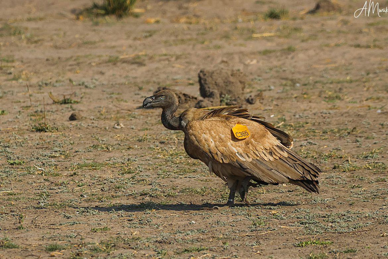 Livingstone: Chobe National Park Day Trip with Lunch
