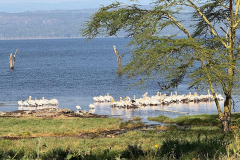 Nairobi: Lake Nakuru National Park Day Trip with Game Drive