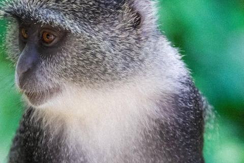 Zanzibar: Jozani Park Tour With Red Colobus Monkeys Stone Town Pickup + Entry Fees