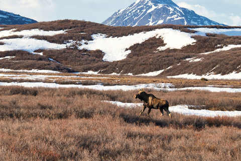 Wild Alaska: Denali Highway Scenic Journey from Fairbanks