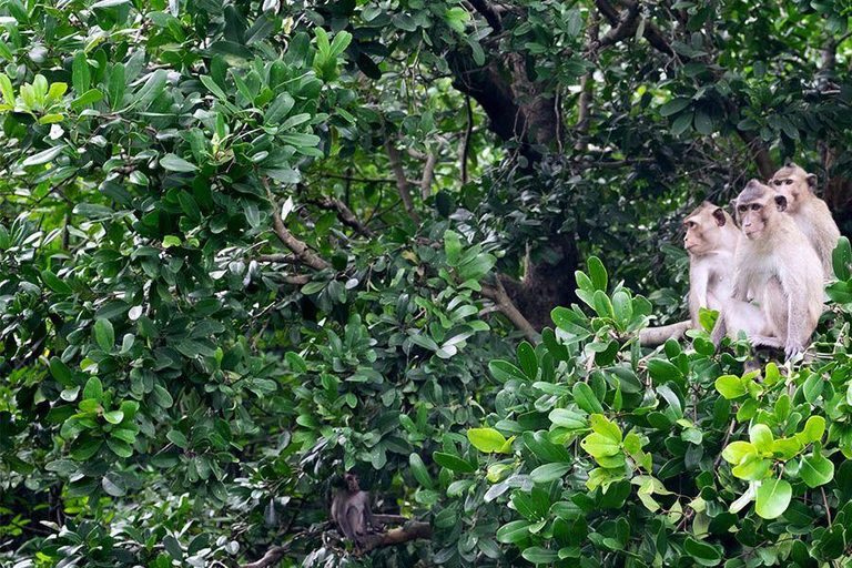 Tour Privado Can Gio Bosque de Manglares e Islas de los Monos