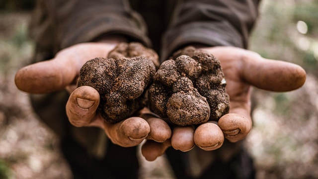 Laconi: Truffle hunting experience with aperitif