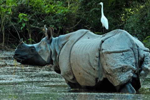 7-Day Royal Bengal Tiger & One-horned Rhino in Bardiya