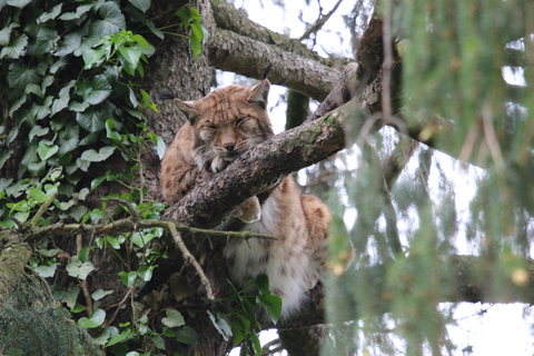 Innsbruck: Bilet wstępu do alpejskiego zoo