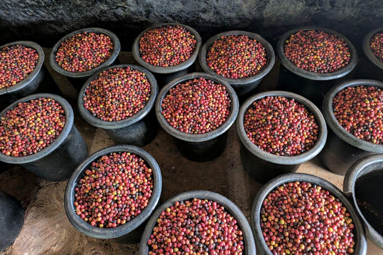 Nairobi: Half day Coffee Farm tour with a local guide