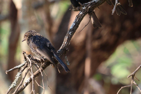 Livingstone: Birding Safari Half-Day or Full-Day Options
