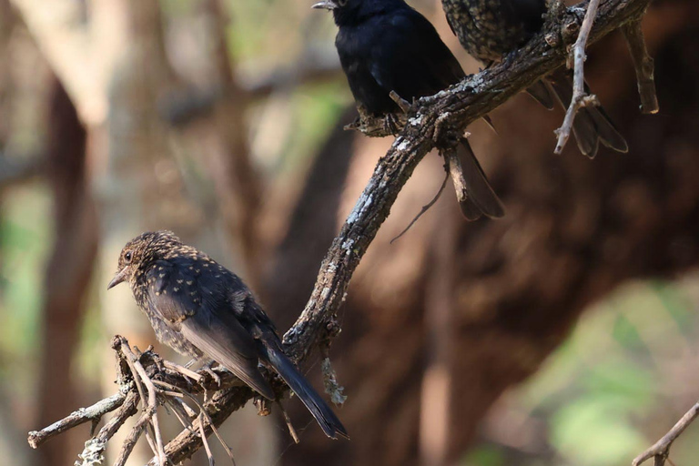 Livingstone: Birding Safari Half-Day or Full-Day Options