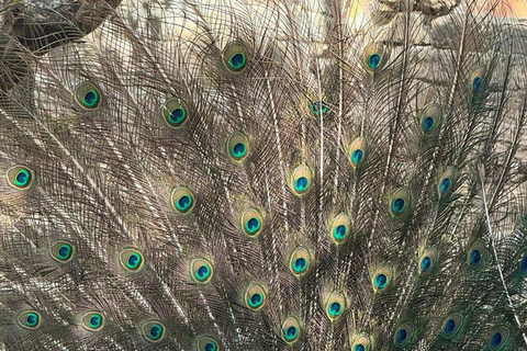 ZANZIBAR: Spice Farm Tour + Lunch & Prison Island Boat Trip