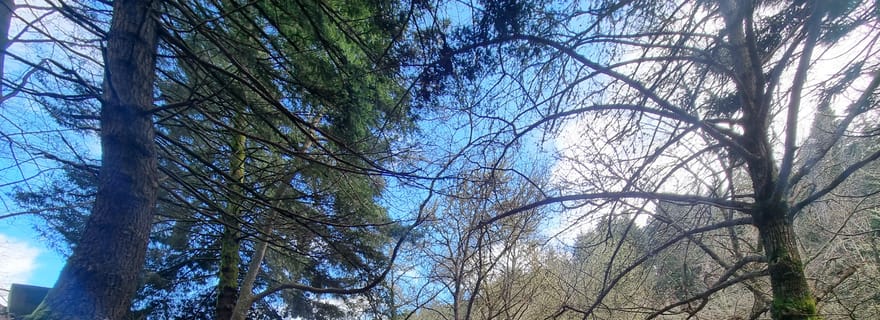 Madère : SkyWalk, Fanal, Natural Pools 4x4 Jeep Tour