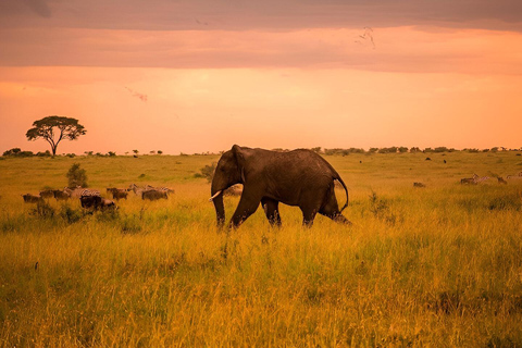 Zanzíbar : Safari en avión de 3 días por el Serengeti y el Ngorongoro