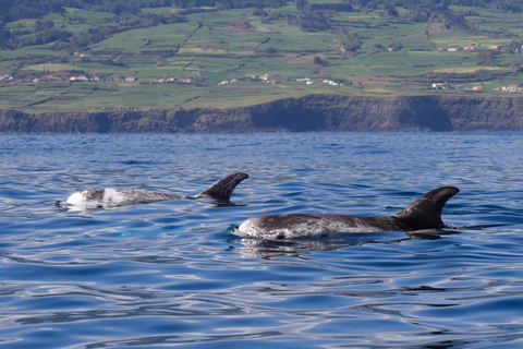 From Horta, Faial Island: Whale & Dolphin Watching From Faial Island: Whale & Dolphin Watching