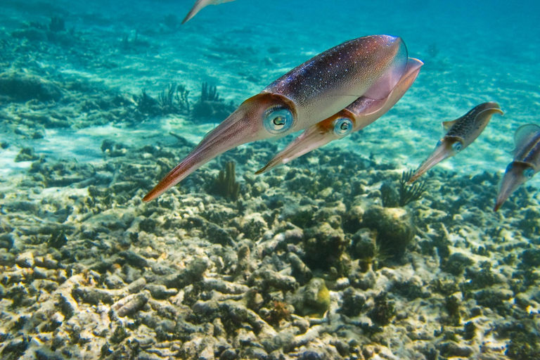 Cancun / Riviera Maya: Ruiny Tulum, Pływanie Żółwi Morskich i CenotesWycieczka z odbiorem z Cancun