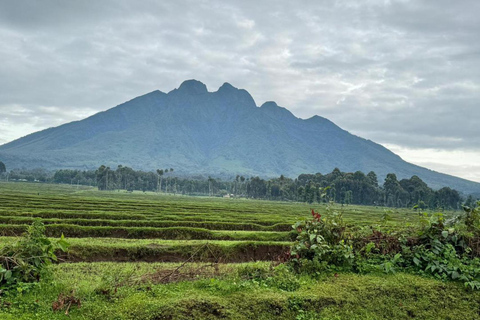 2 giorni di safari dei gorilla e tour culturale in Ruanda.