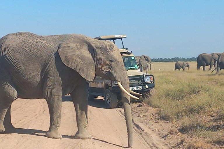 EXCURSION D'UNE JOURNÉE DANS LE PARC NATIONAL D'AMBOSELI SAFARI PRIVÉ AU DÉPART DE NAIROBI.