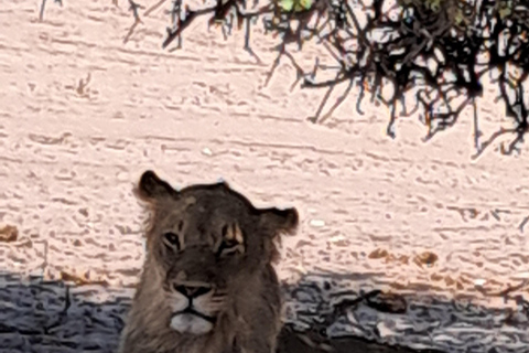 2 Day one night chobe safaris