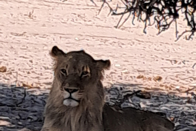 2 Day one night chobe safaris