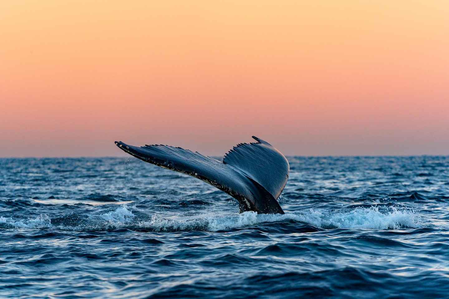 Tromsø: 24hr Northern Lights & Whale Watching Cruise