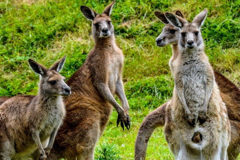 Melbourne: Puffing Billy & Healesville Sanctuary Scenic Tour