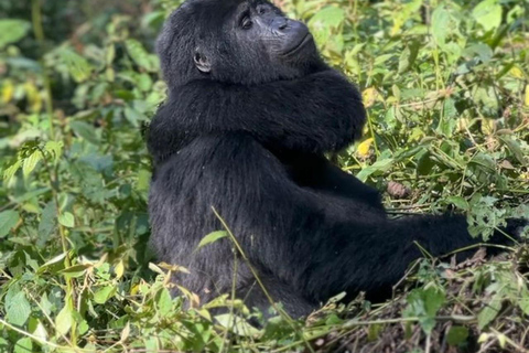 Uganda: experiencia de senderismo doble de 4 días con gorilas de montaña