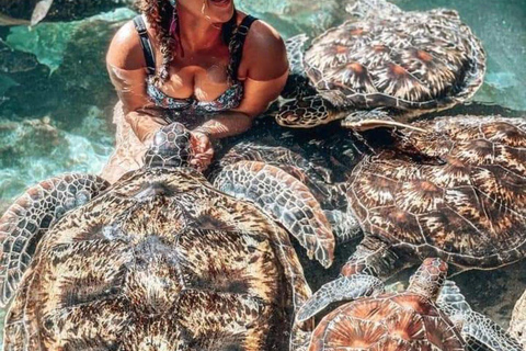 L&#039;aquarium de Nungwi nage avec les tortues de mer