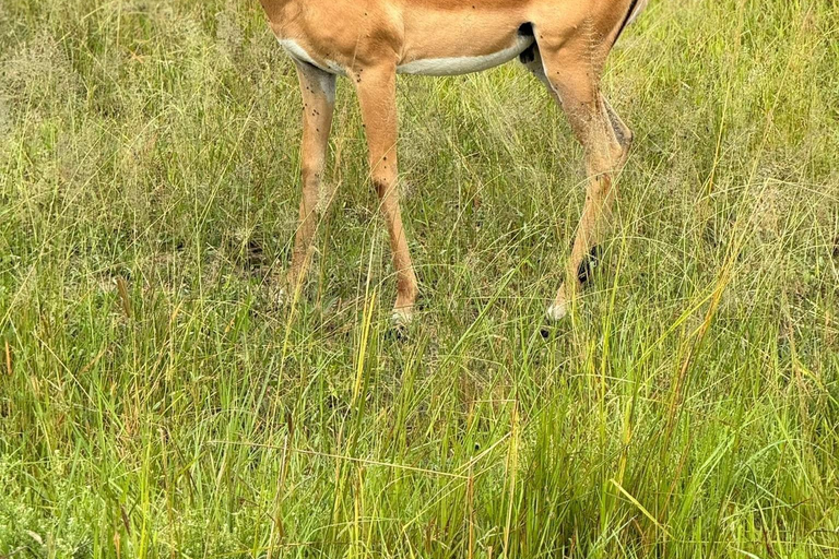 3-Day In Arusha National Park, Tarangire and Ngorongoro