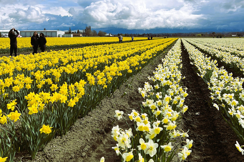 From Seattle: Tour of Skagit Valley Tulip Festival