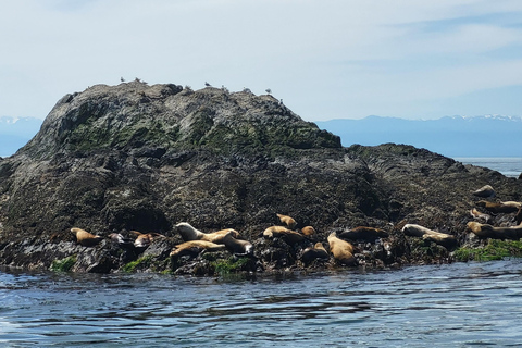 Seattle: Whidbey Island Deception Pass + Winter Birding Trip