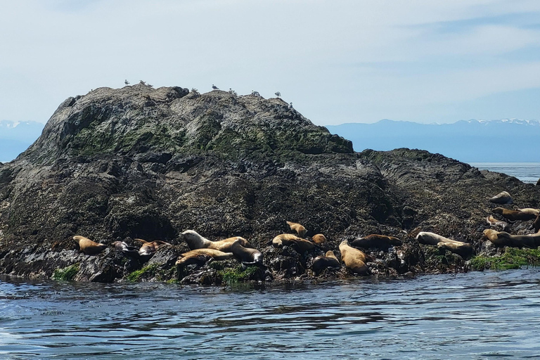 Seattle: Whidbey Island Deception Pass + Winter Birding Trip