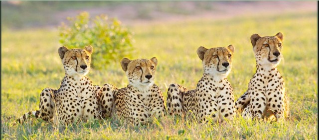 Visit Kruger National Park 3 Day Safari fr Johannesburg & Pretoria in Kruger National Park