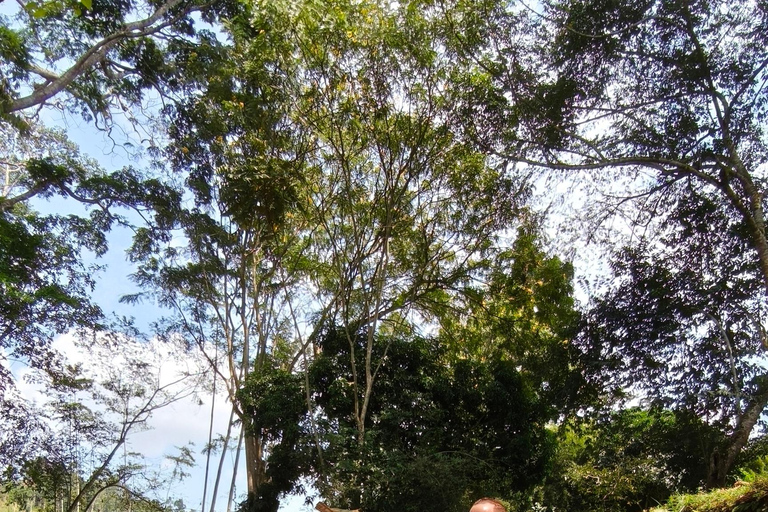 Jinja Trip with Agrotourism, Victoria Cruise & The Nile