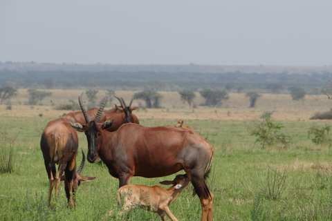 2 Days Big five Safari with Boat in Murchison Falls