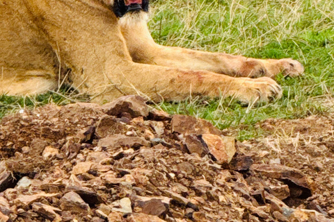 Nairobi Park Safari, Sheldrick's Orphanage & Giraffe Center Shared Drive in Open-Roof Van Game Drive