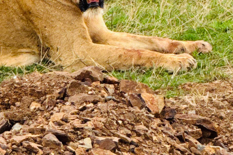 Nairobi Park Safari, Sheldrick's Orphanage & Giraffe Center Shared Drive in Open-Roof Van Game Drive