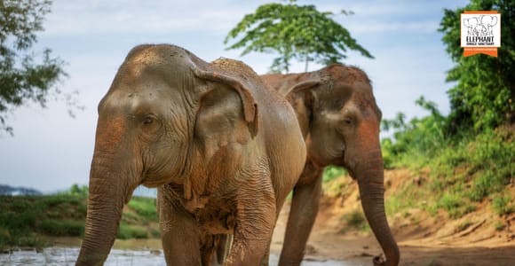 Phuket: Elefanten-Dschungel-Schutzgebiet "Watch Me" Erlebnis