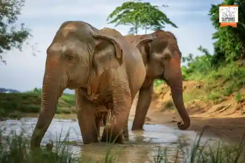 Phuket: Elephant Jungle Sanctuary 'Watch Me'-oplevelse