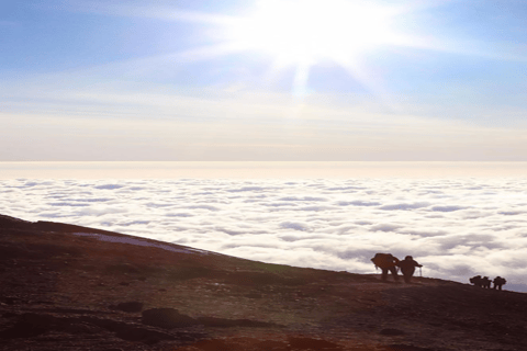 7 jours d&#039;ascension du Kilimandjaro par la route de Rongai