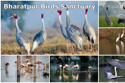 From Delhi: Bharatpur Bird Sanctuary Day Tour